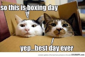 boxing-day-cats
